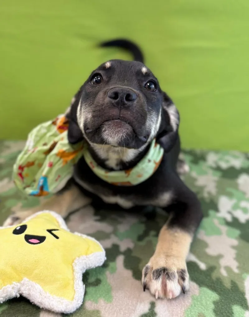 A baby large-sized male Labrador Retriever dog named Turtle for adoption in Nacogdoches, TX