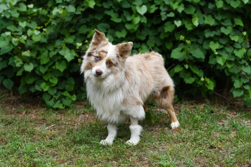 A young small-sized male Merle (Red) Mixed Breed dog named Finley for adoption in BONIFAY, FL