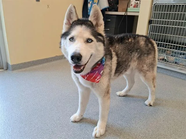 A senior large-sized male Siberian Husky dog named Benjamin for adoption in Tustin, CA