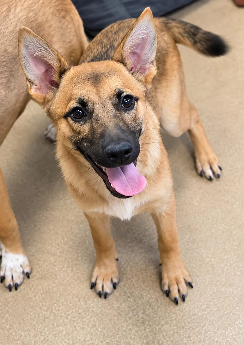 A baby medium-sized female Belgian Shepherd / Malinois dog named Hector Mia for adoption in Duxbury, MA