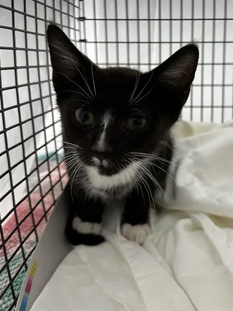 A baby small-sized male Domestic Short Hair cat named Louis for adoption in Fort Lauderdale, FL