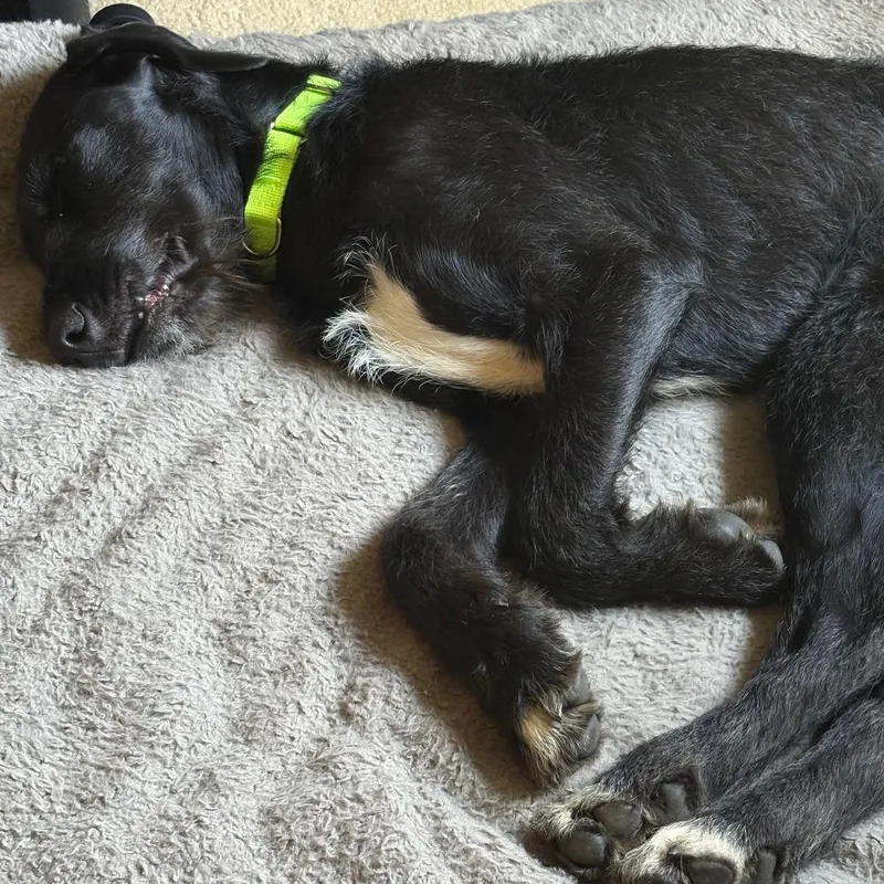 A young medium-sized male Terrier dog named Coal for adoption in Raleigh, NC