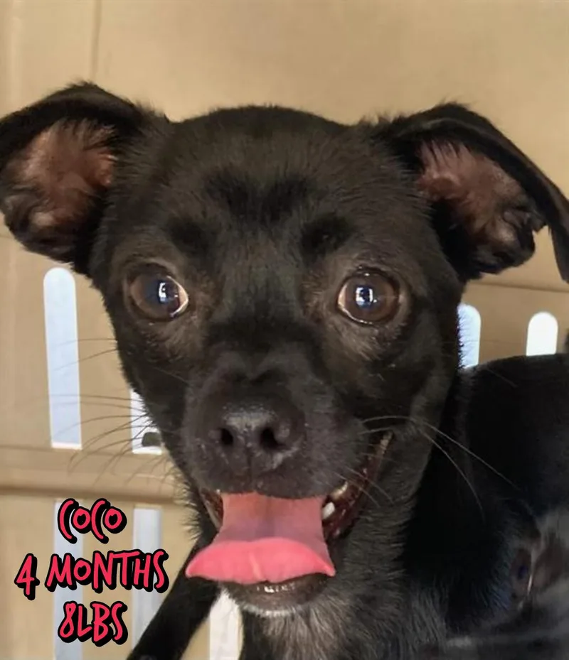A baby small-sized female Chihuahua dog named Coco for adoption in Holbrook, NY