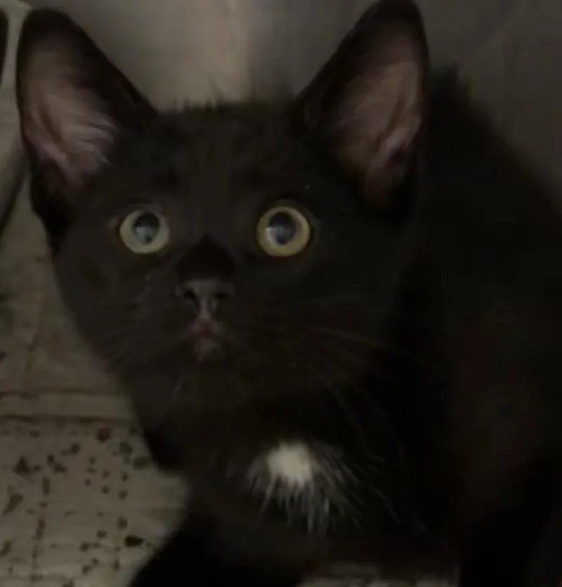 Frankie