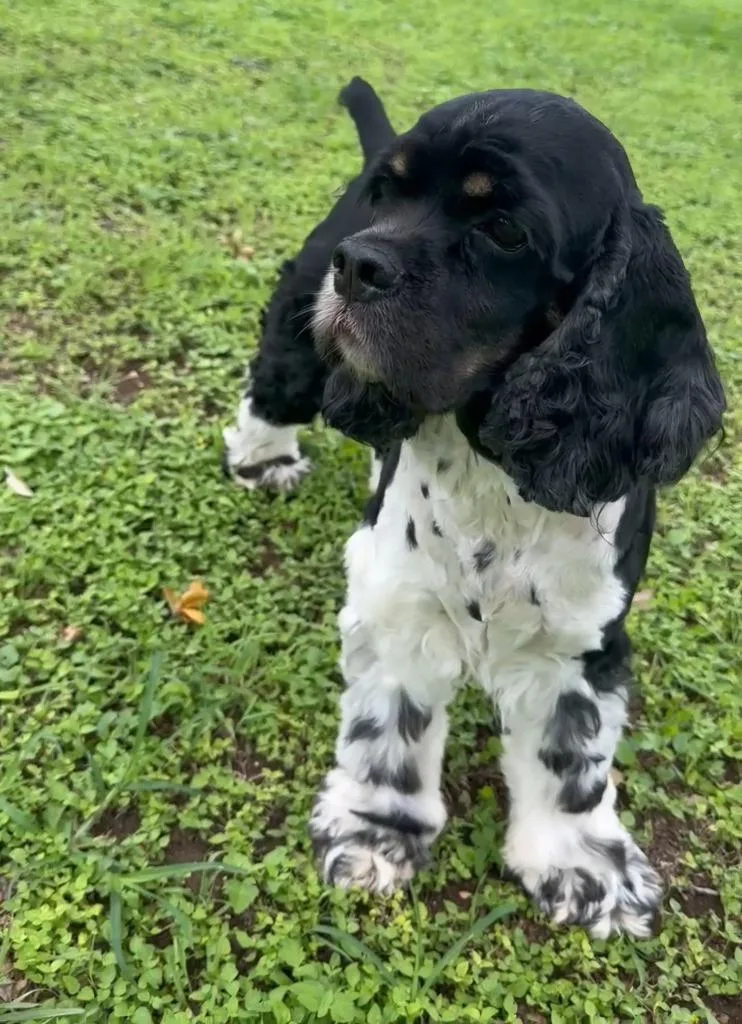 An adult medium-sized male Cocker Spaniel dog named Peppy for adoption in Austin, TX