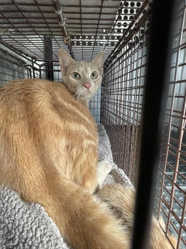 A young small-sized male Domestic Short Hair cat named Steve for adoption in Austin, TX