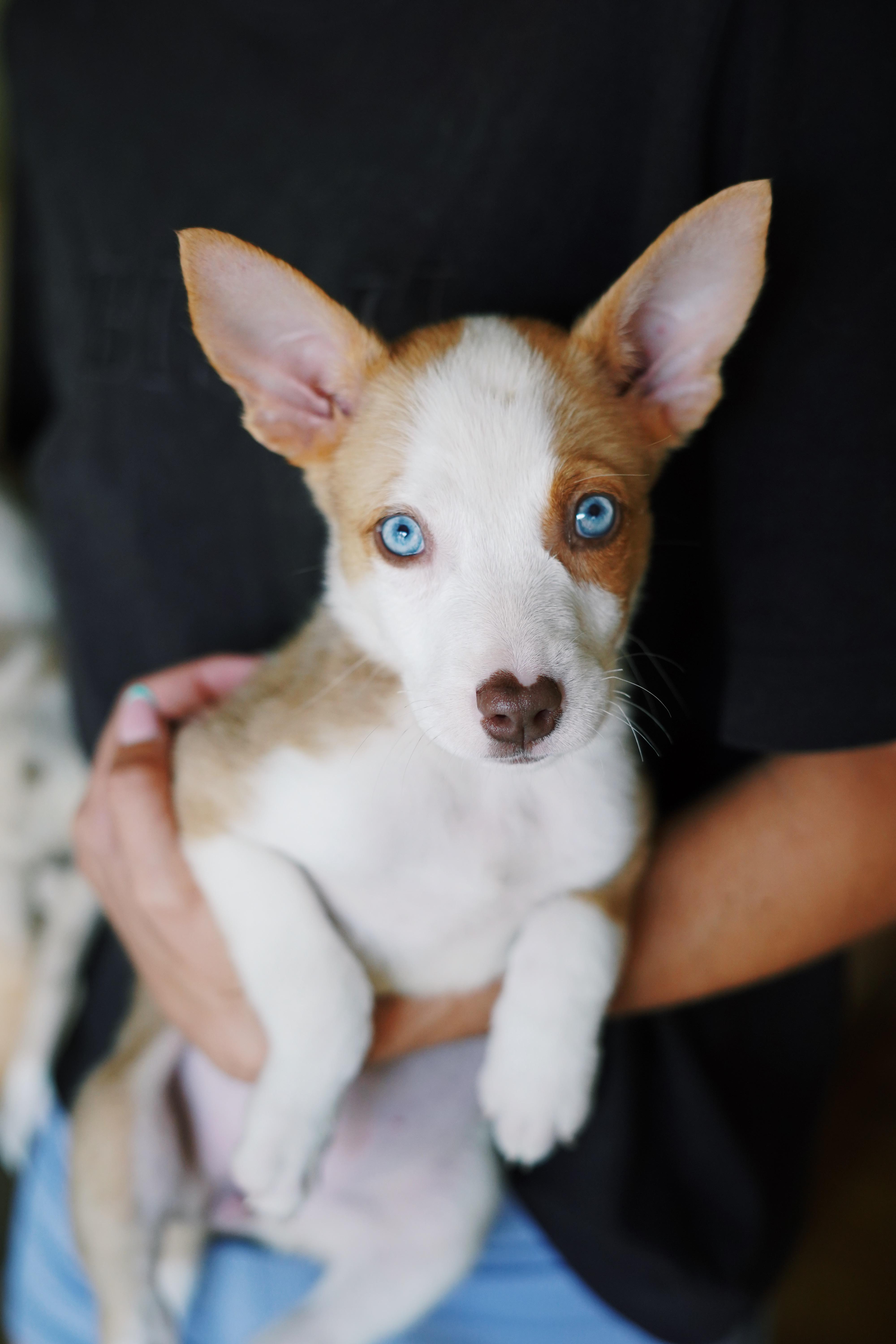 A baby medium-sized female Australian Shepherd dog named Kanga for adoption in Bixby, OK