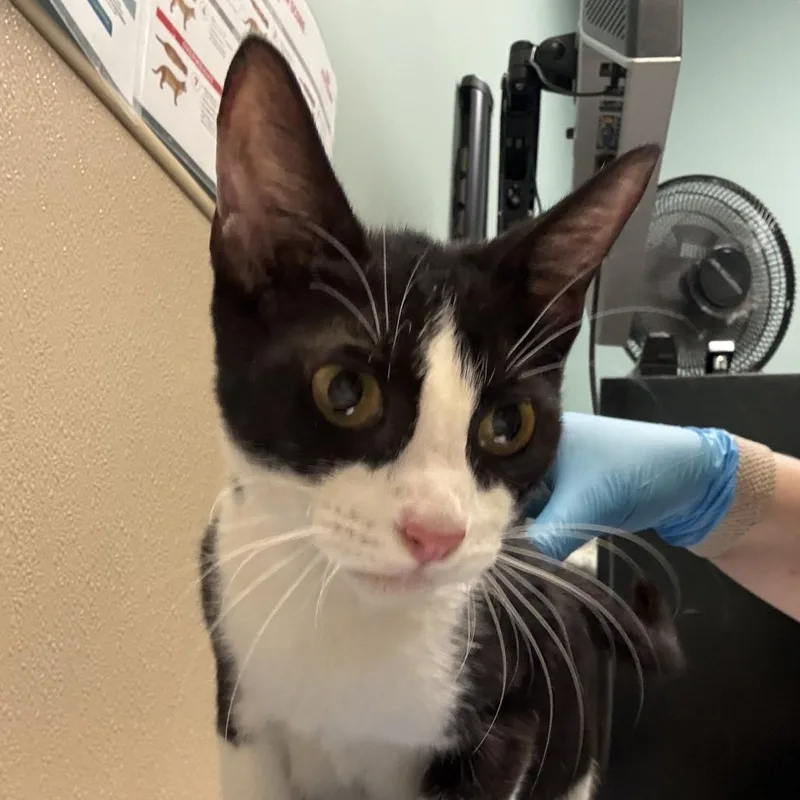 An adult medium-sized female Black Domestic Short Hair cat named Linie for adoption in Tacoma, WA