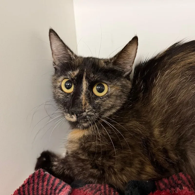 An adult small-sized female Tortoiseshell Domestic Short Hair cat named Tammy for adoption in Stillwater, OK