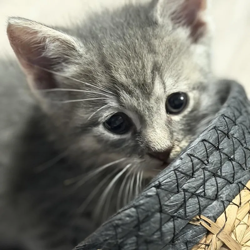 A baby small-sized male Gray / Blue / Silver American Shorthair cat named Sterling for adoption in Oceanside, NY