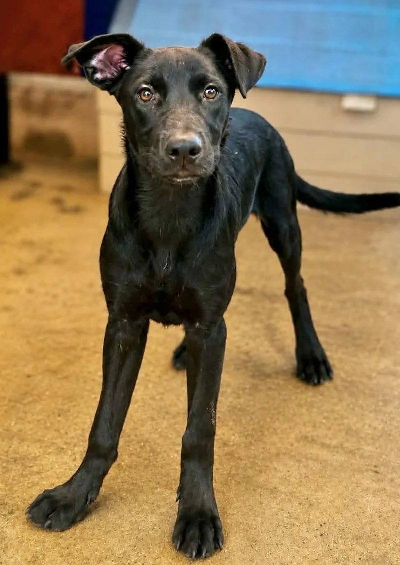 A baby medium-sized female Labrador Retriever dog named Rosita for adoption in Manchester, CT