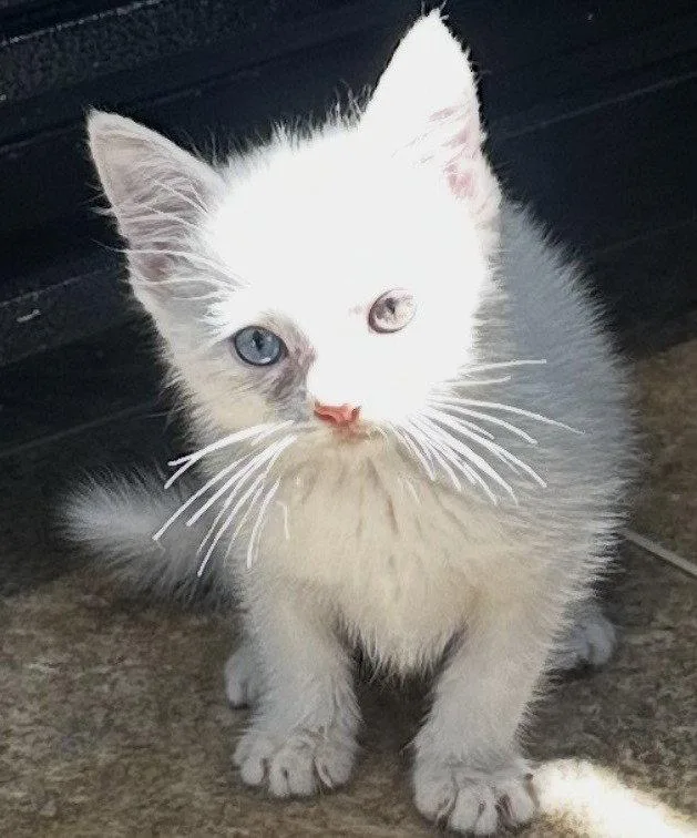 A young small-sized female White Domestic Medium Hair cat named Dahlia for adoption in Sistersville, WV