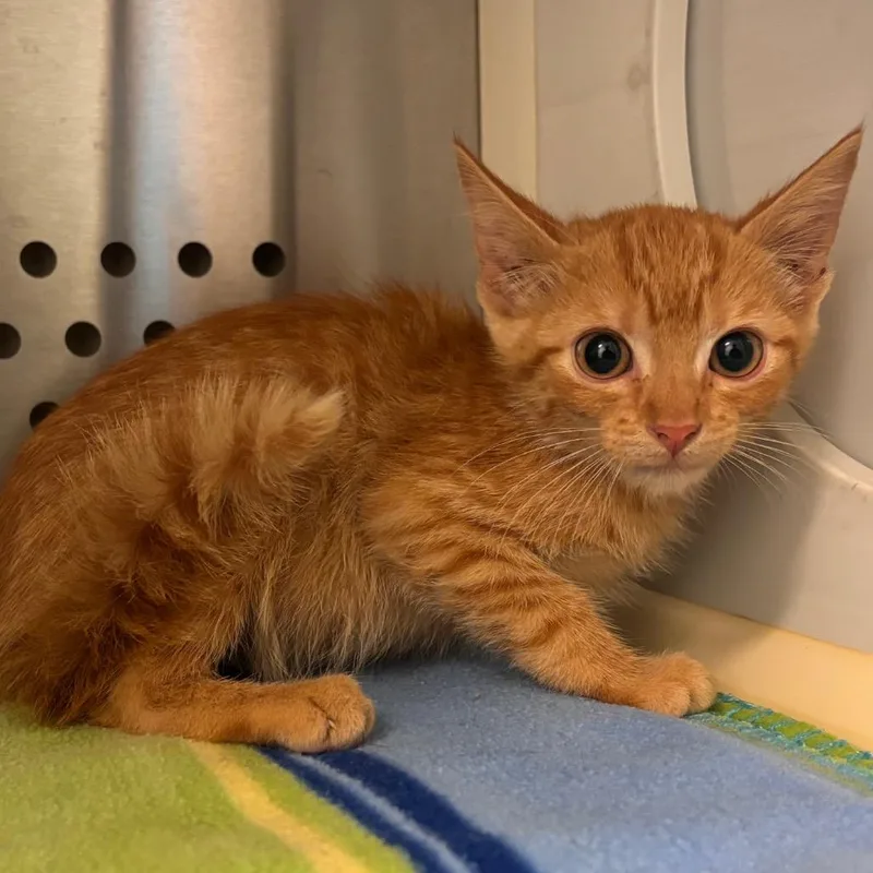 A baby small-sized male Orange / Red Domestic Short Hair cat named Bridger for adoption in Bend, OR