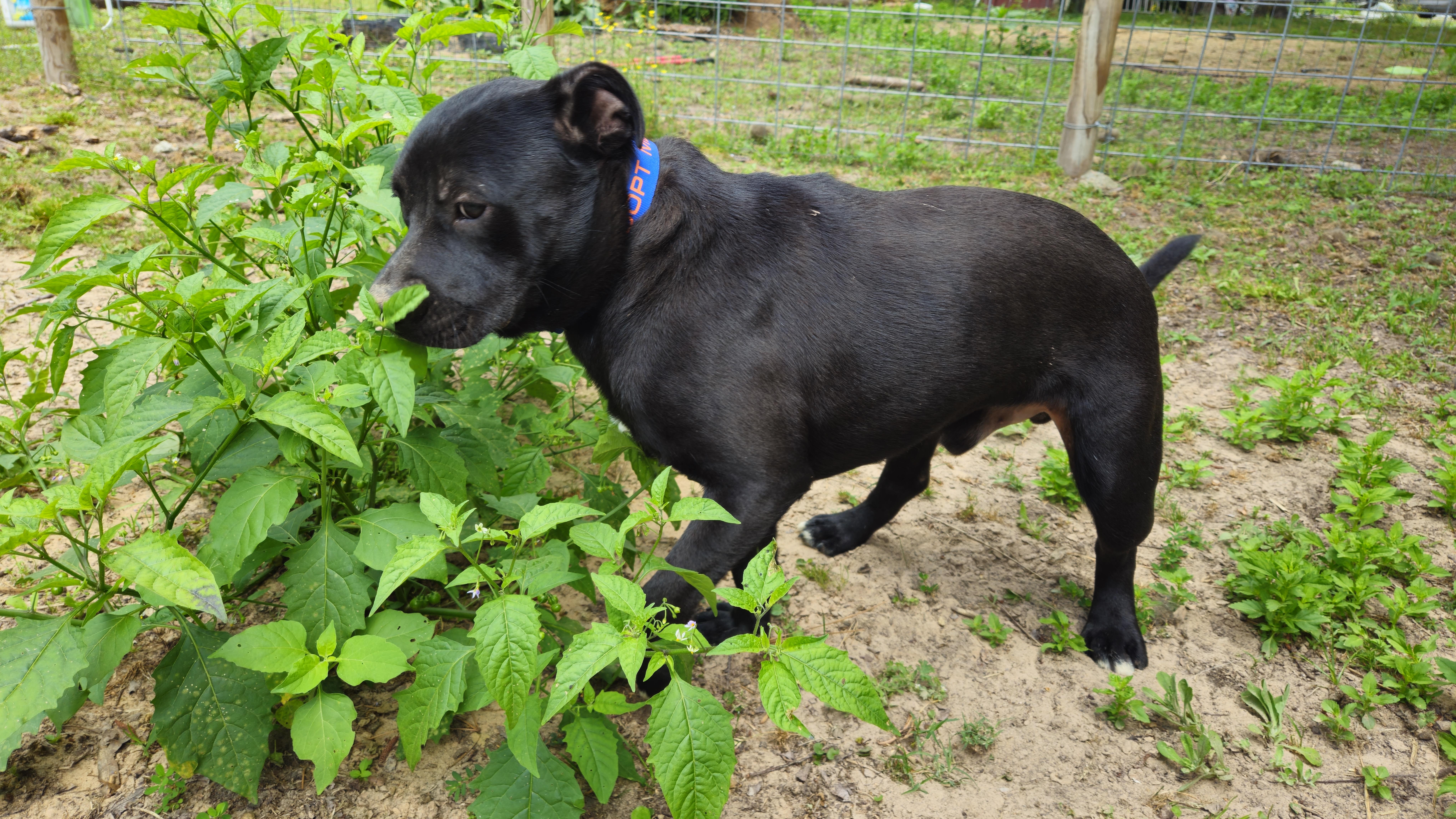 An adult medium-sized male Black Labrador Retriever dog named JeffVT for adoption in Magnolia, TX