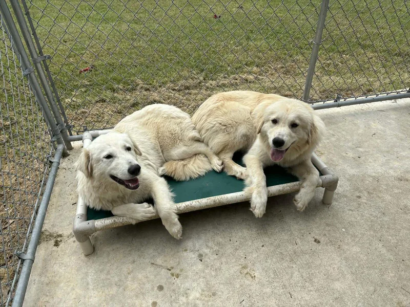 A young large-sized female Great Pyrenees dog named Carly for adoption in Croydon, NH
