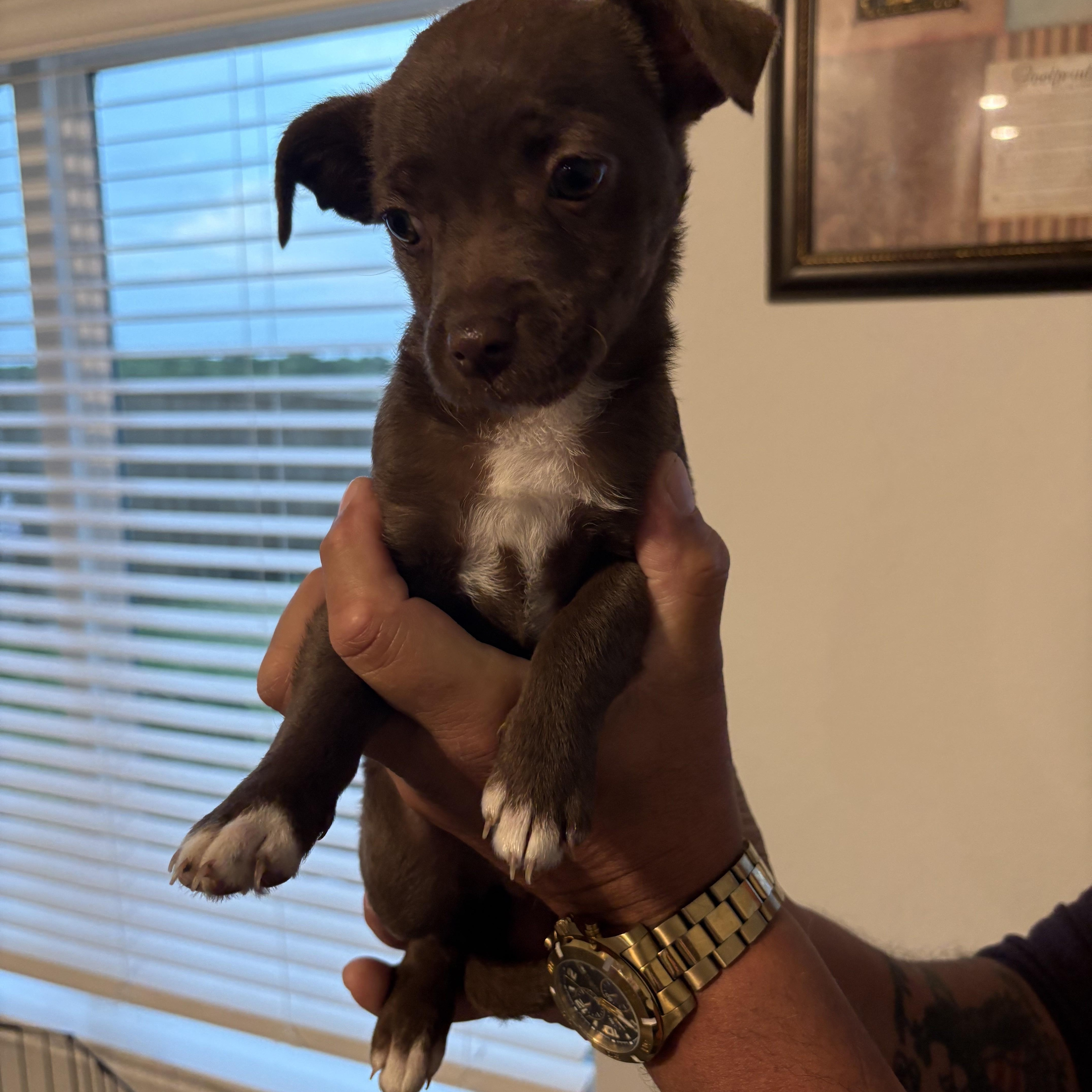 A baby small-sized female Brown / Chocolate Chihuahua dog named Dove for adoption in Joshua, TX