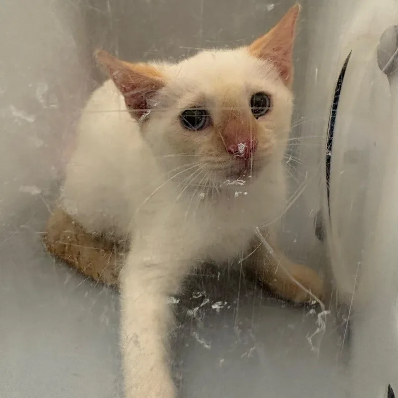 A baby small-sized female Flame Point Domestic Short Hair cat named Butter Pecan for adoption in Columbus, GA