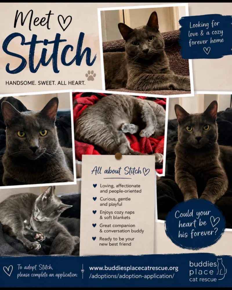 Stitch