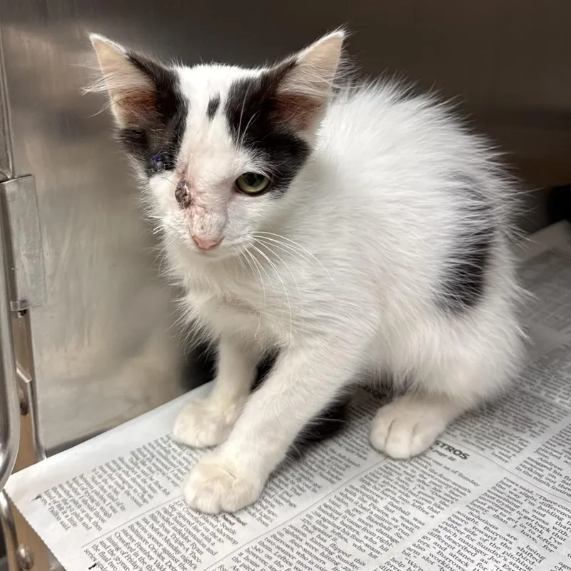A baby small-sized male White Domestic Short Hair cat named Itsy for adoption in Corpus Christi, TX