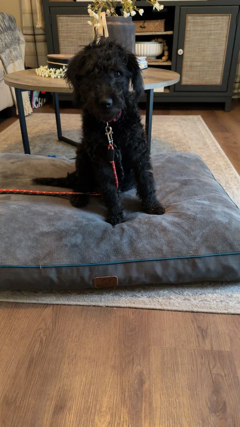 Orion's Belt thumbnail 2