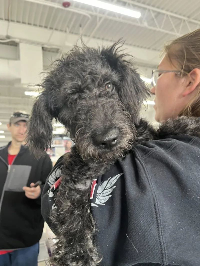 Orion's Belt thumbnail 3