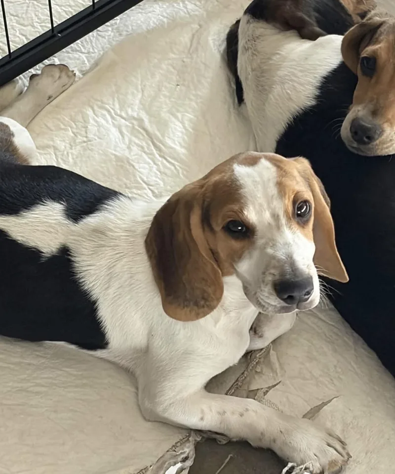 Beagle