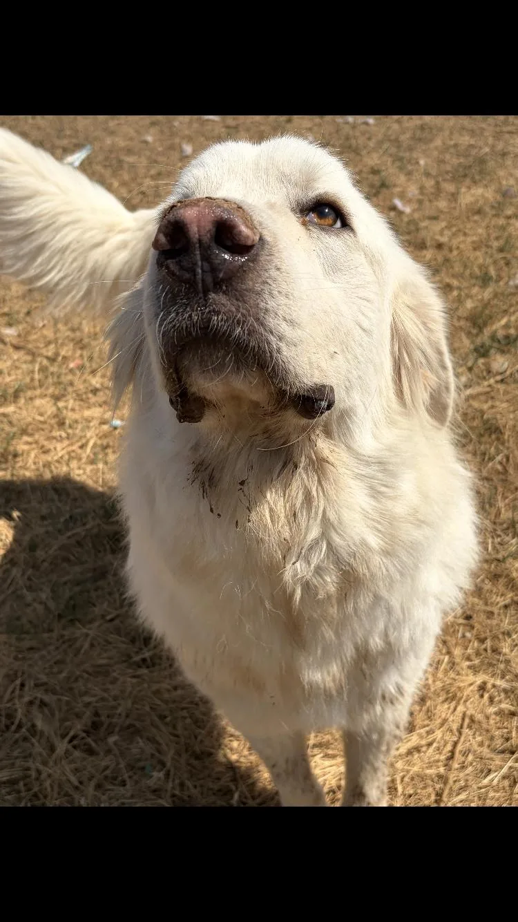 An adult large-sized male Great Pyrenees dog named Yukon for adoption in Paradise, TX