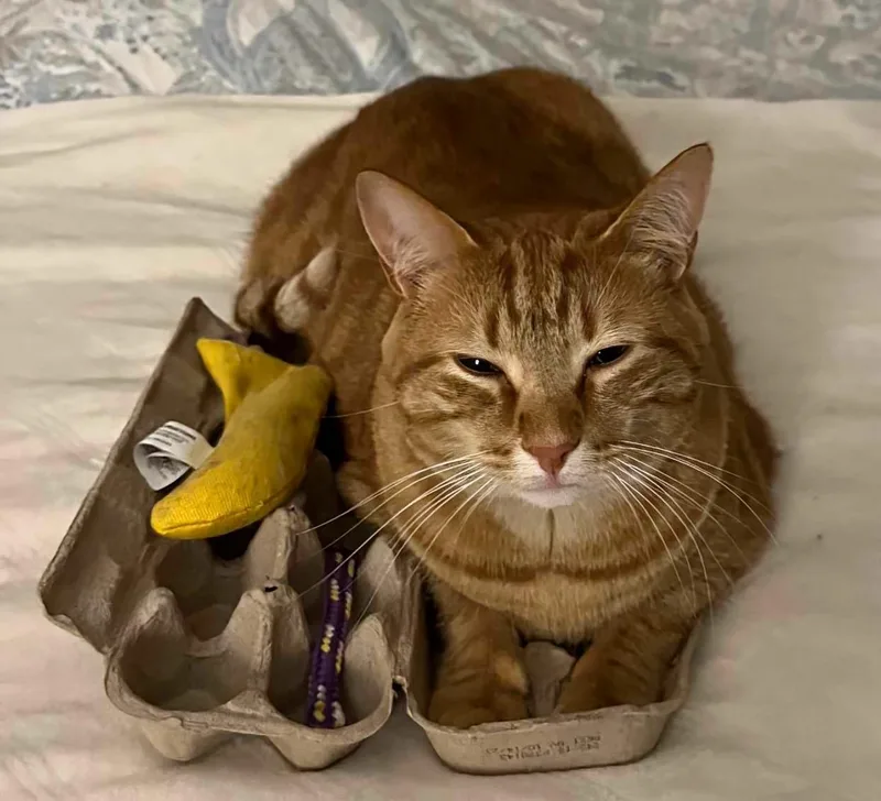 Squirrelly thumbnail 3