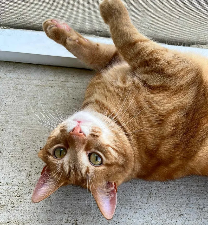 Squirrelly thumbnail 4