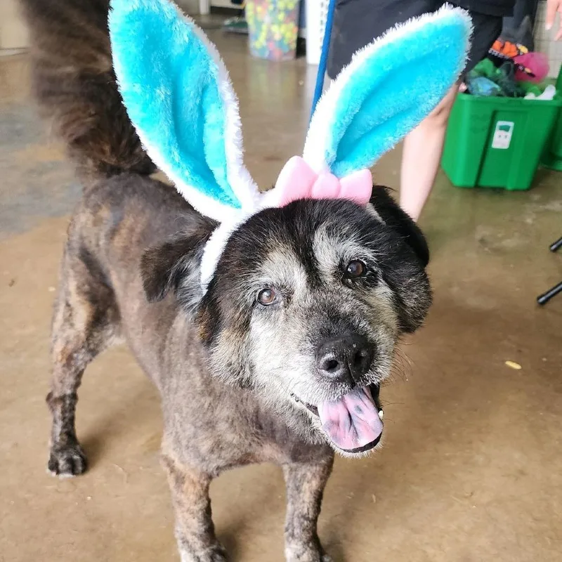 A senior medium-sized female Black Chow Chow dog named Grendel for adoption in Denison, TX