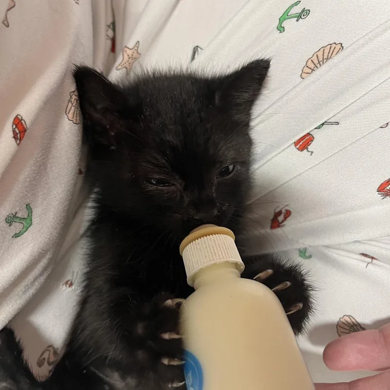 A baby small-sized female Black Domestic Short Hair cat named Minnie for adoption in Maple Falls, WA