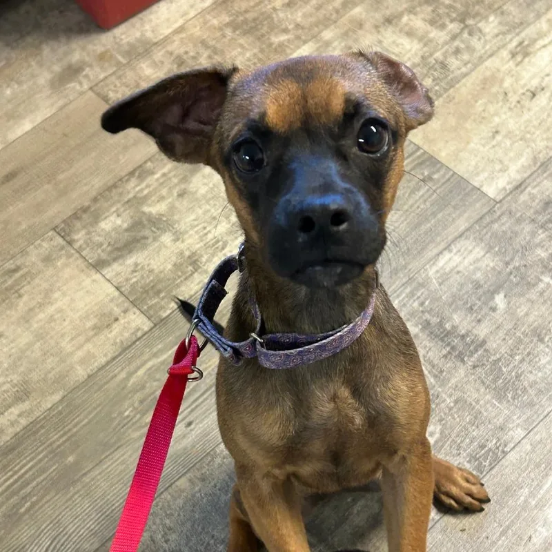 A baby small-sized female Brown / Chocolate Chihuahua dog named Princess Dianna for adoption in Hattiesburg, MS