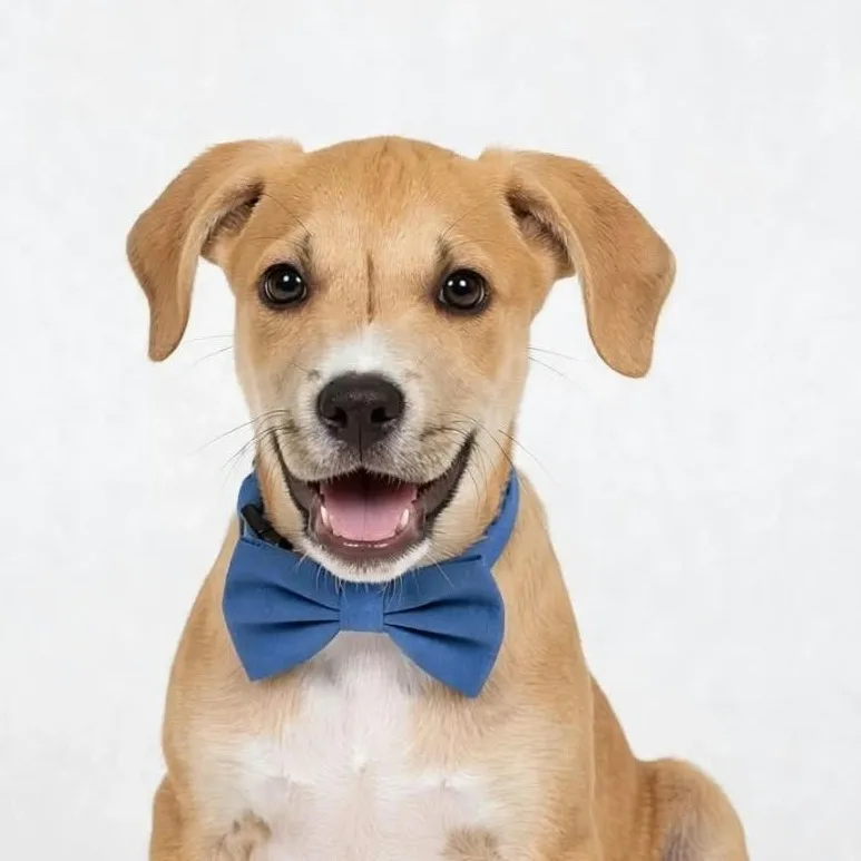 A baby medium-sized male Apricot / Beige Labrador Retriever dog named Burrito for adoption in New York, NY