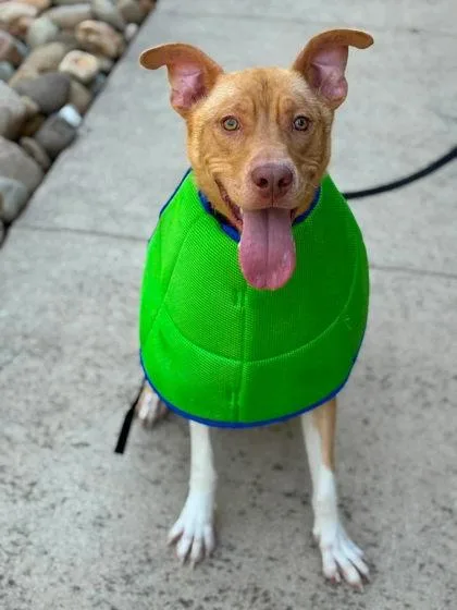 An adult medium-sized male Terrier dog named Virgil for adoption in Gastonia, NC