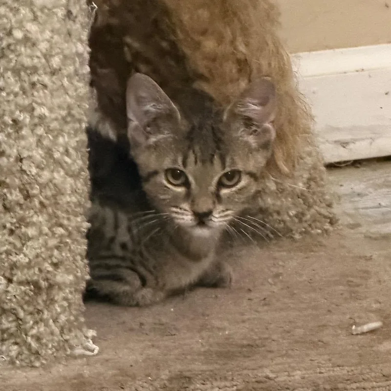 A baby small-sized male Domestic Short Hair cat named Bronnie James for adoption in Tallahassee, FL