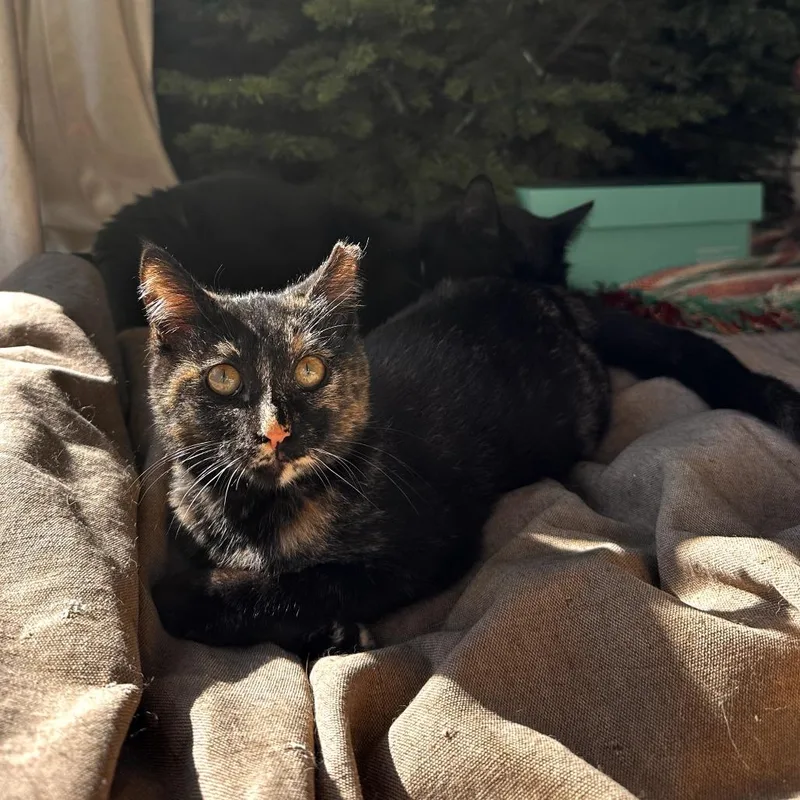 Skittles thumbnail 2