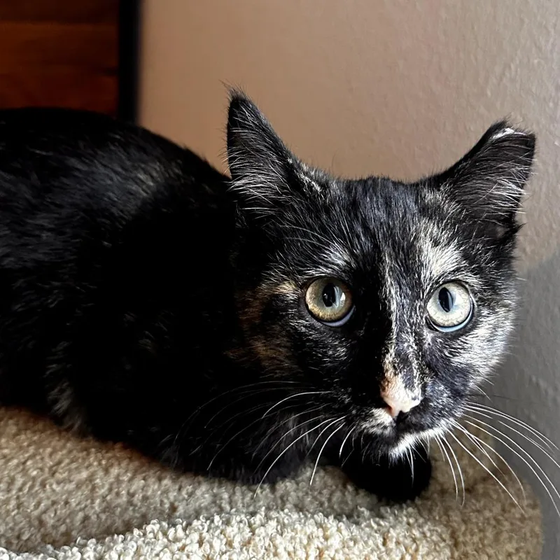 Skittles thumbnail 3