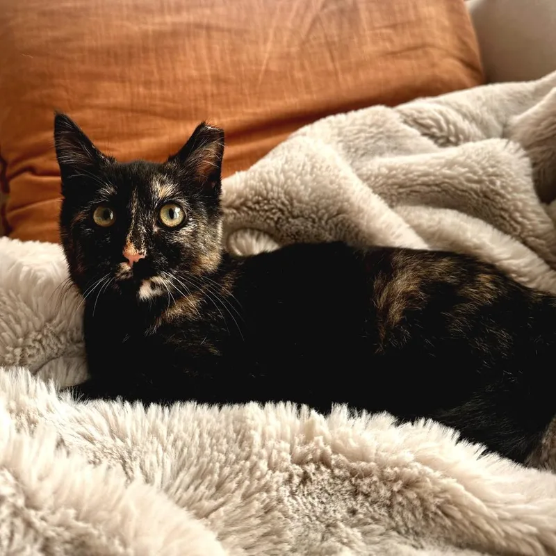 Skittles thumbnail 4