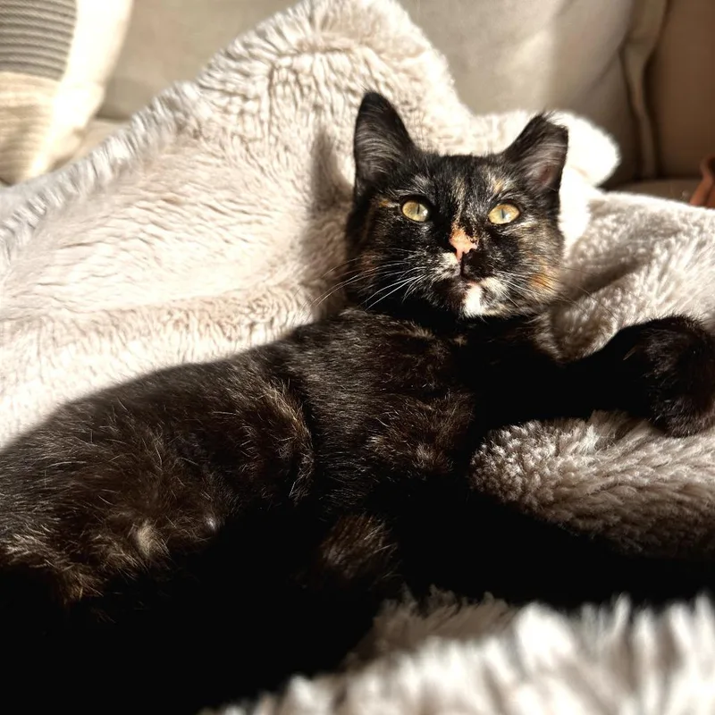 Skittles thumbnail 5