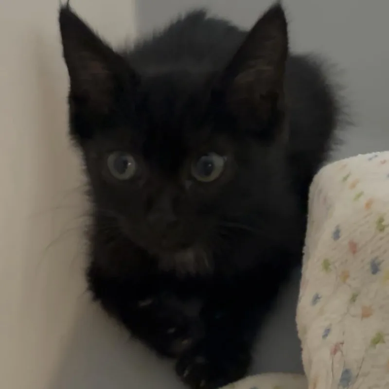 A baby small-sized female Black Domestic Short Hair cat named Condor for adoption in Columbus, GA