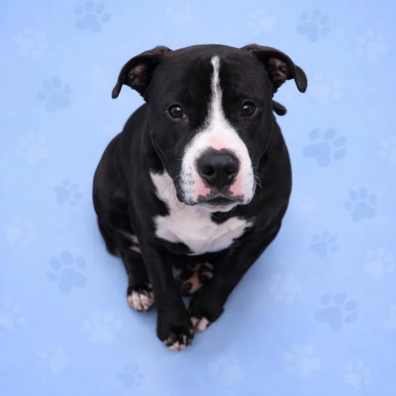 A young medium-sized male Black Mixed Breed dog named Copelee for adoption in Memphis, TN