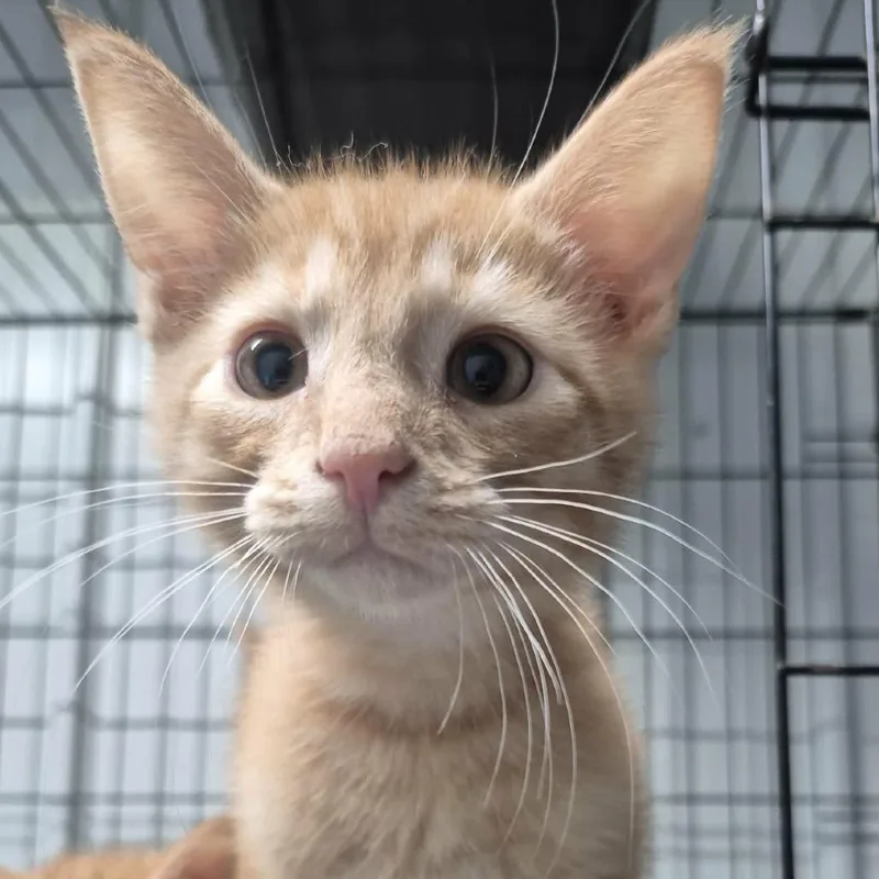 A baby small-sized male Orange / Red Domestic Short Hair cat named Boogie for adoption in Danville, IL