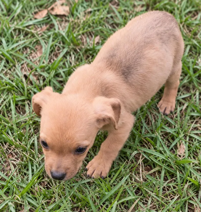 A baby medium-sized male Brown / Chocolate Labrador Retriever dog named Snacks for adoption in Kiln, MS