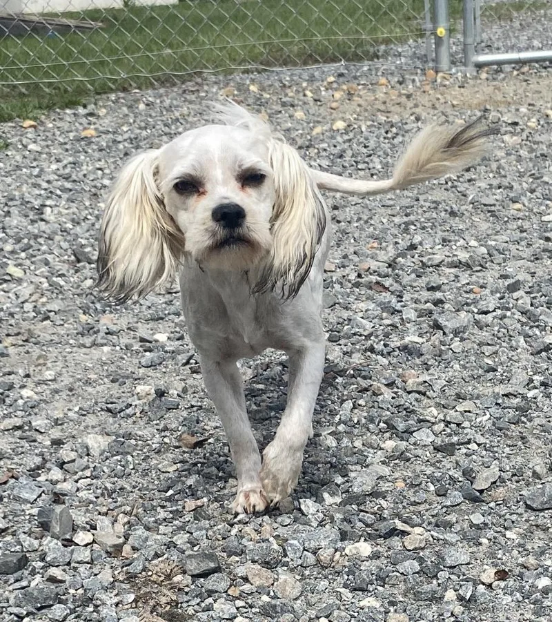 A young large-sized male Shih Tzu dog named 2026-213 for adoption in Lakeland, GA