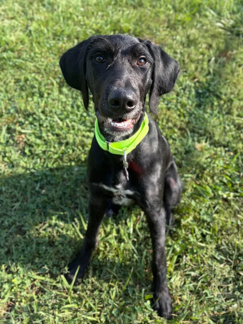 An adult medium-sized male Flat-Coated Retriever dog named Bronx for adoption in Valparaiso, IN