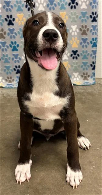 A baby small-sized male Australian Kelpie dog named Zias for adoption in Rosenberg, TX