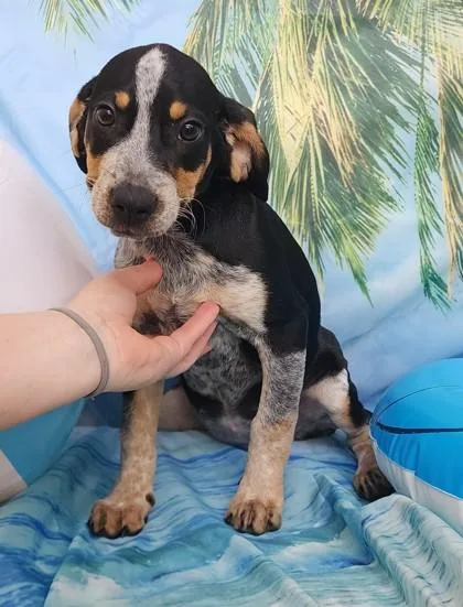 A baby large-sized female Beagle dog named Shiloh for adoption in Elmira, NY