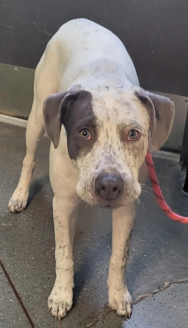 A young medium-sized male Catahoula Leopard Dog dog named Pen C Hank for adoption in Lawrenceville, GA