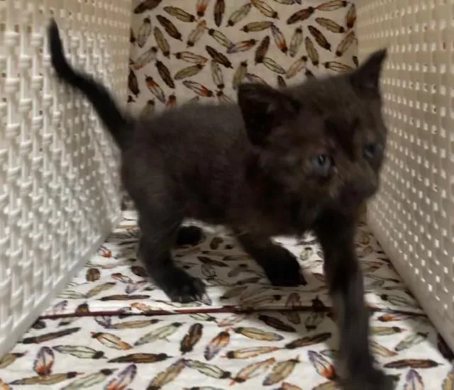 A young small-sized female Domestic Short Hair cat named Lulu for adoption in Riverside, CA