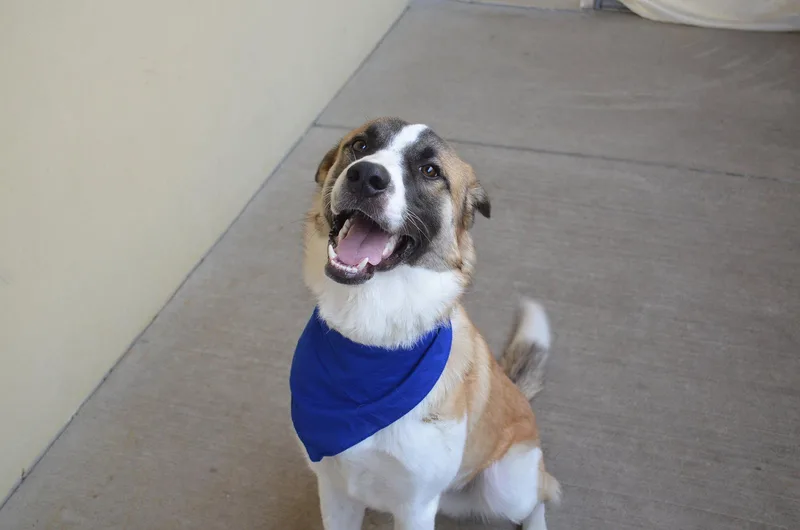 A young large-sized male Mixed Breed dog named Timing Belt for adoption in McKinney, TX